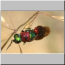 Hedychrum niemelei - Goldwespe 001a 6-7mm -bei Cerceris rybyensis- Sandgrube Niedringhaussee-det.jpg